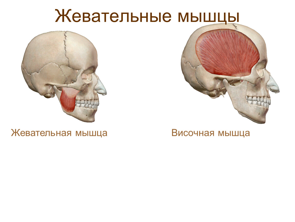 Мышцы жевательные фото