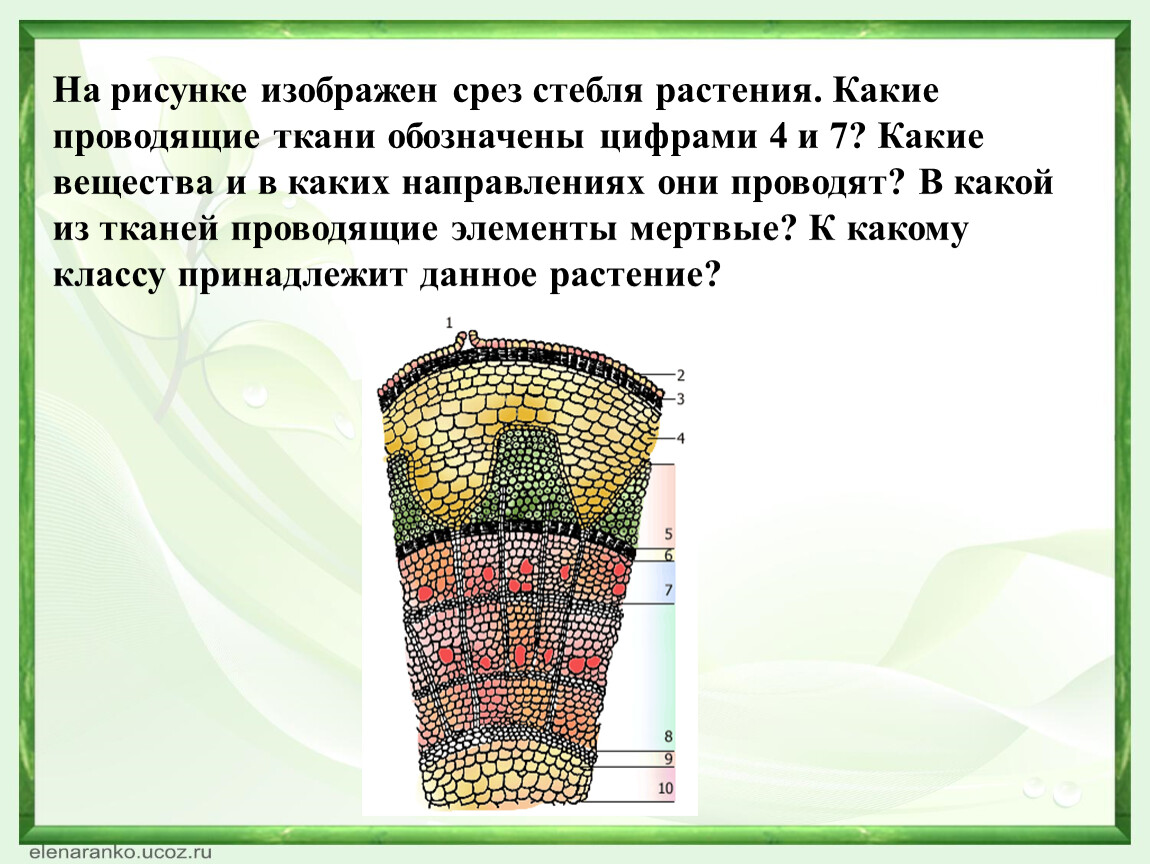 Срез стебля егэ. Срез стебля проводящие ткани. Срез стебля растения проводящие ткани. Проводящая ткань на срезе стебля. Проводящая ткань на срезе стебля растения.