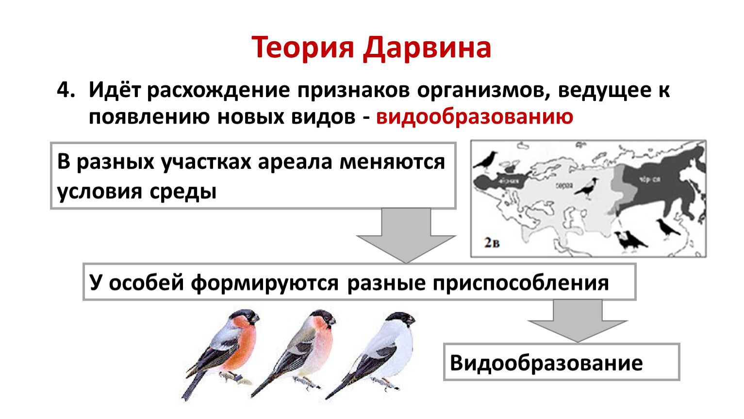Теория Дарвина схема. Учение Дарвина об эволюции. Видообразование по Дарвину. Теория эволюции Дарвина схема.