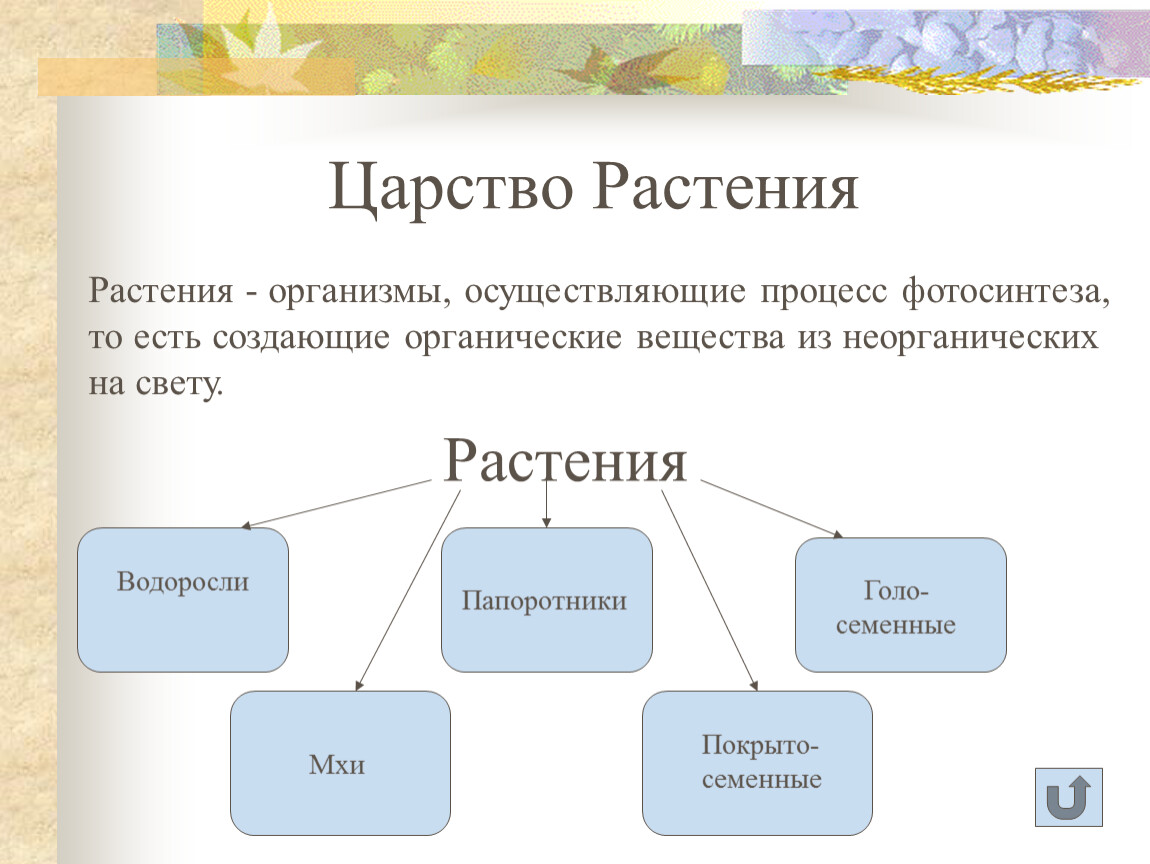 Биология 6 класс презентация царство растений