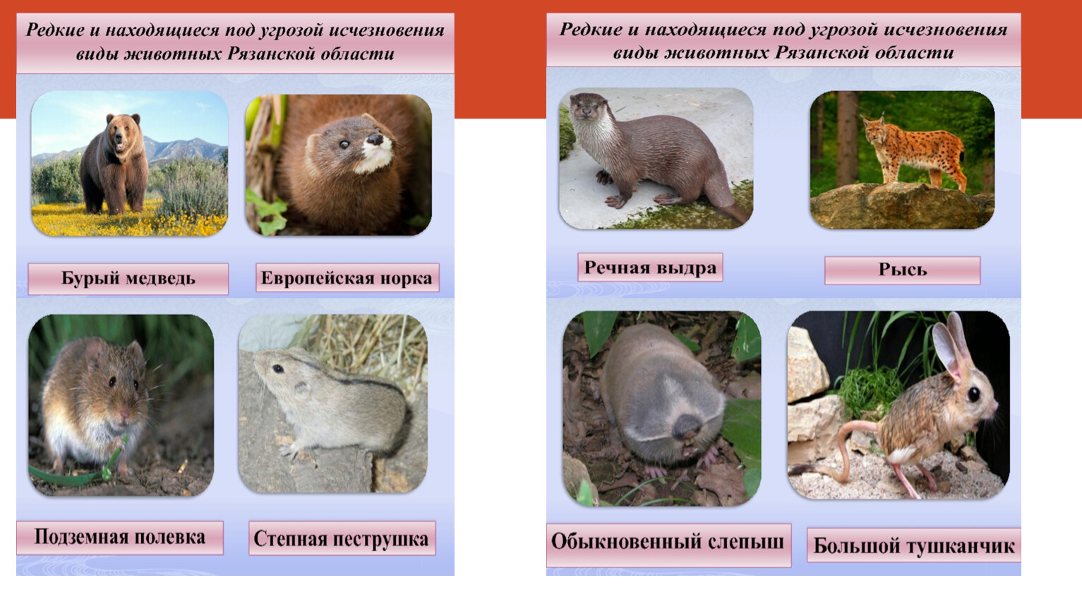 Животное из красной книги рязанской области фото и описание