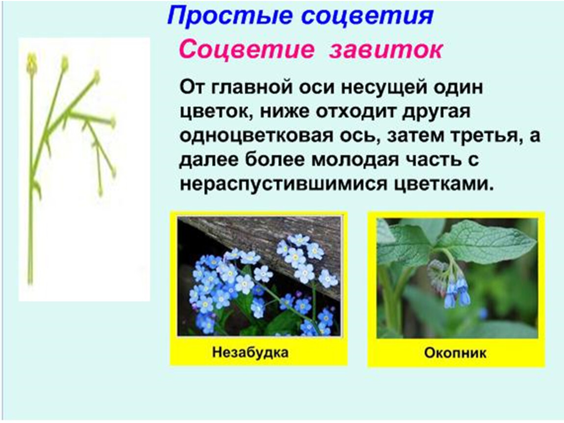 Какое биологическое соцветие. Простые соцветия завиток. Типы сложных соцветий. Соцветия 6 класс биология. Виды соцветий завиток.