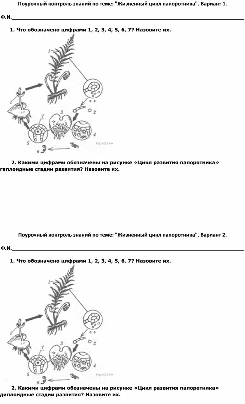 Установите соответствие между стадией развития папоротника. Рассмотри жизненный цикл папоротника и ответь на вопросы.