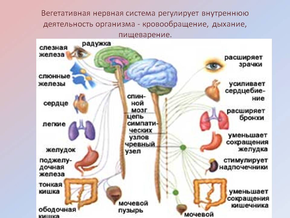 Вегетативные связи. Анатомия и функция вегетативной нервной системы. Вегетативная нервная система человека таблица иннервация. Вегетативный отдел нервной системы регулирует. Автономная нервная система: парасимпатическая система.