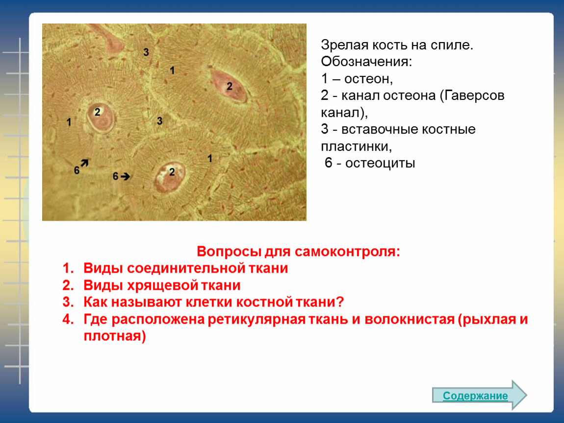 Костной ткани а также. Пластинчатая костная ткань Остеон. Пластинчатая костная ткань Остеон гистология. Пластинчатая костная ткань, Остеон препарат гистология. Костные клетки остеоциты гистология препарат.