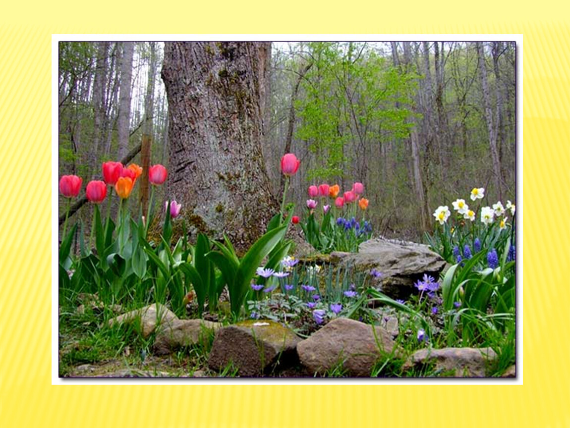 Фото первых весенних цветов в саду. Миксбордер тюльпаны крокусы нарциссы. Весенние цветы в саду. Первоцветы в саду. Первые цветы в саду.