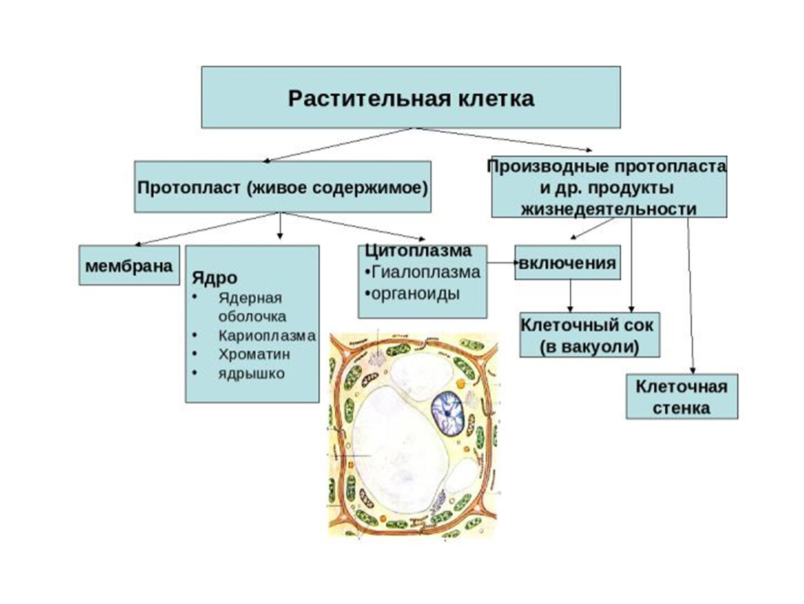 Живое содержимое. Состав протопласта растительной клетки. Протопласт растительной клетки состоит из. Схема растительной клетки протопласт. Строение протопласта растительной клетки.