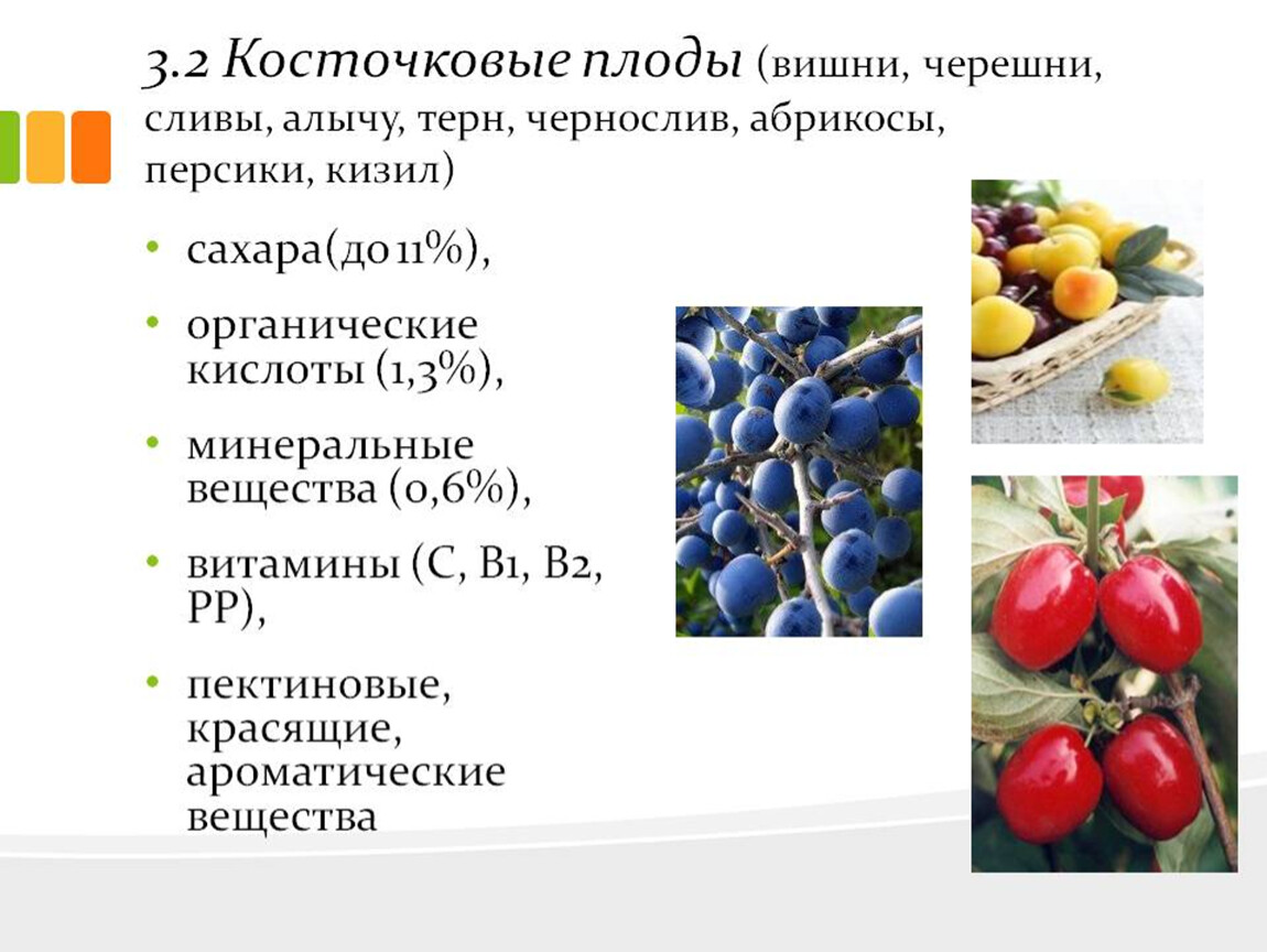 Какие овощи являются ягодами. Классификация семечковых и косточковых плодов. Косточковые плоды пищевая ценность. Требования к качеству косточковых плодов Товароведение. Характеристика косточковых плодов.