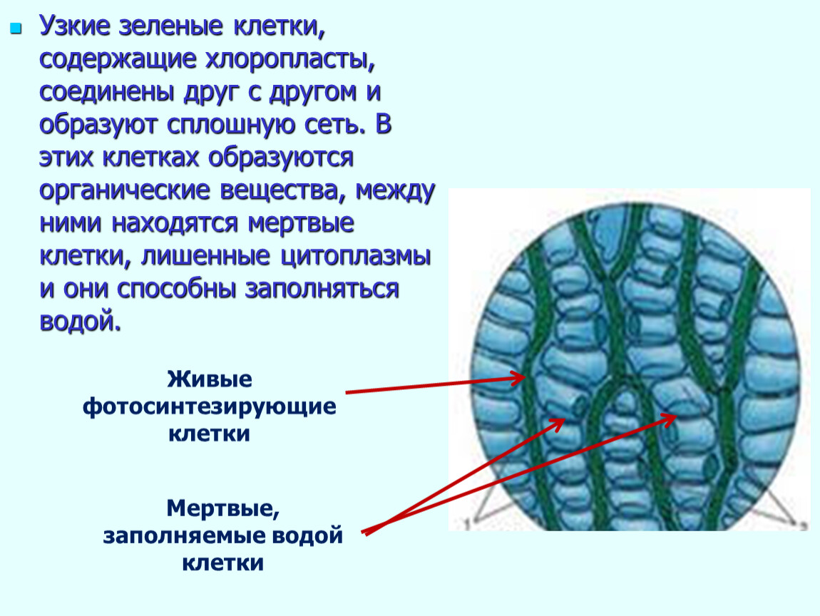 Хромосомный набор клеток листа сфагнума. Мхи строение ткани. Внутреннее строение листа сфагнума. Клетки сфагнума рисунок. Водоносные клетки сфагнума.