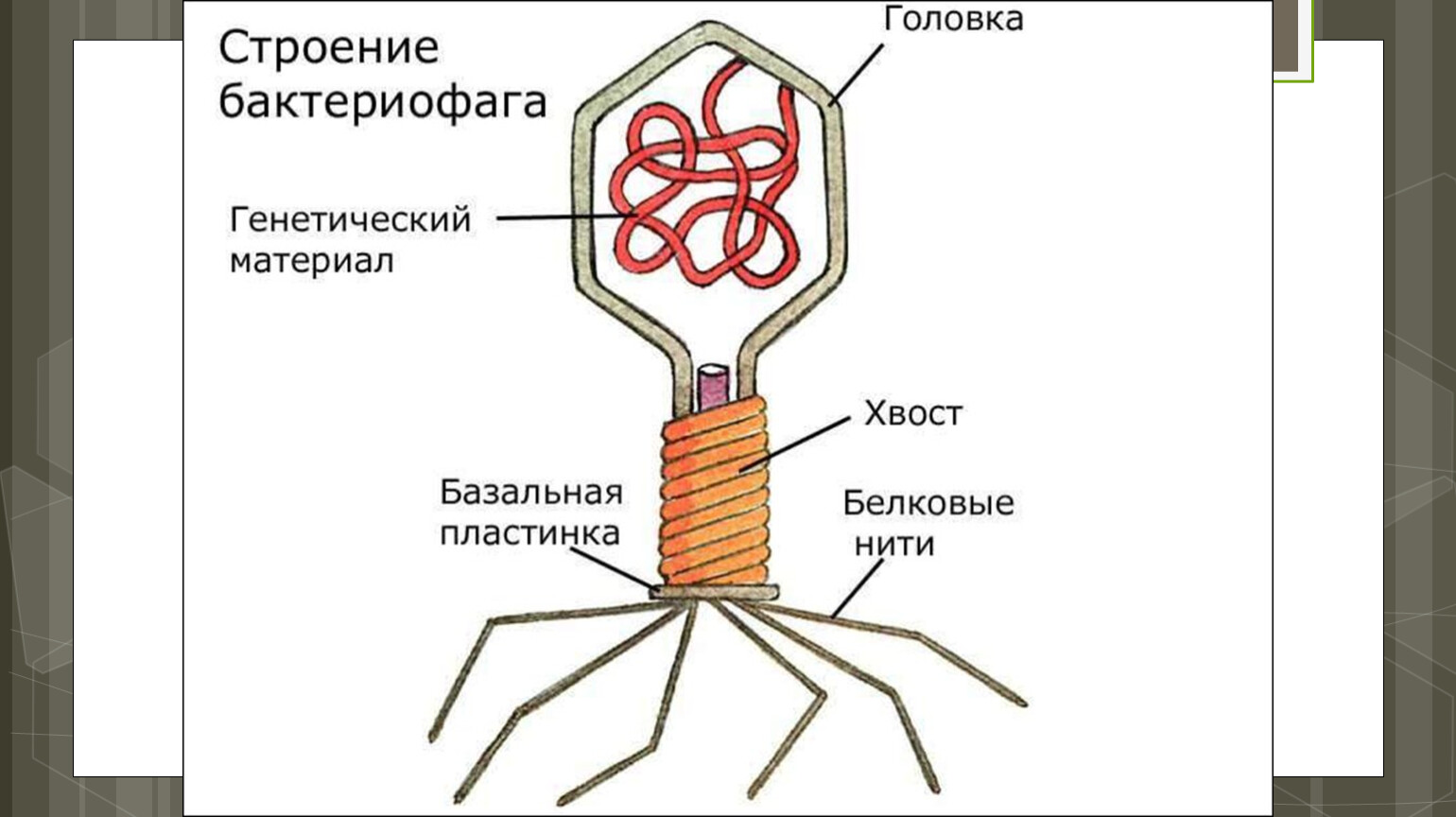 Строение вируса бактериофага
