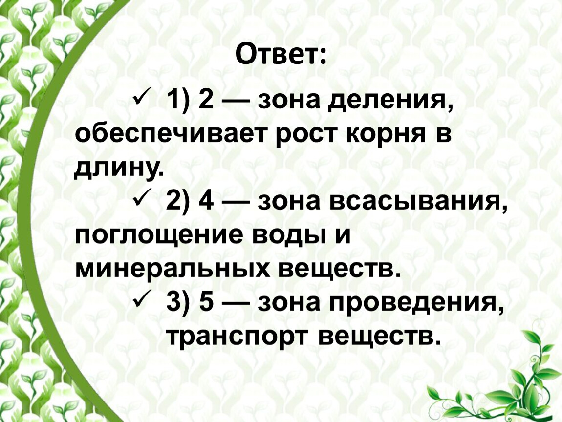 Ростов корень. Рост корня в длину обеспечивает. Рост корня в длину обеспечивает зона. Что обеспечивает рост корня в длину какие зоны. Рост корня в длину обеспечивает:рост корня в длину обеспечивает.