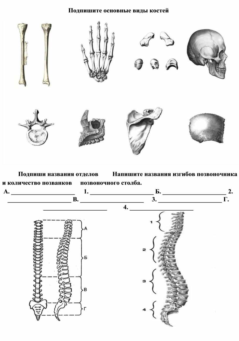 Схема виды костей