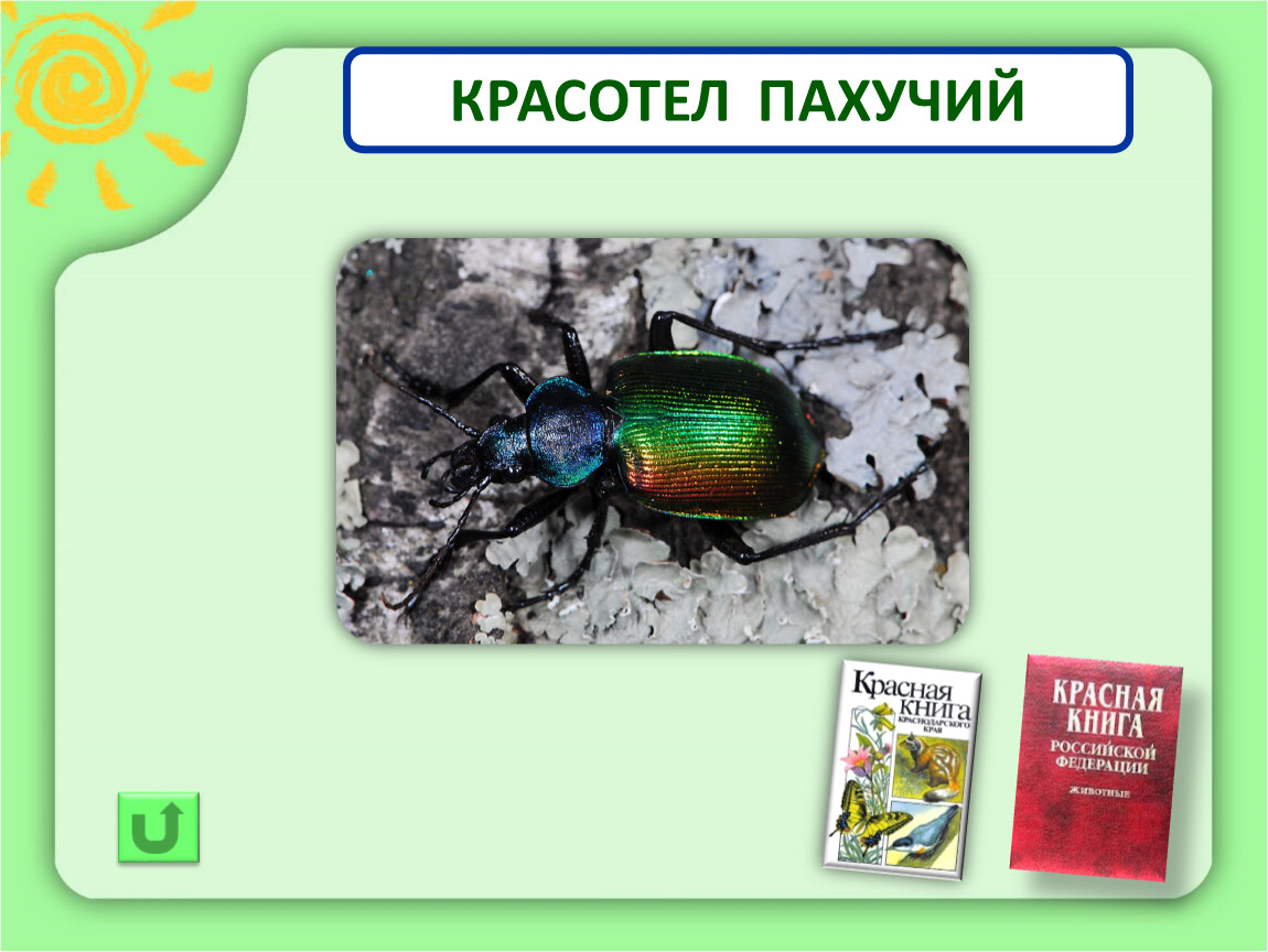 Жук красотел природная зона. Красотел пахучий. Красотел пахучий красная книга. Жук карострел красная книга. Жук красотел враги.