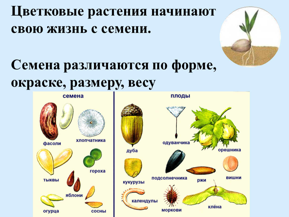 Форма и окраска семени кукурузы. Семя мака строение. Строение семени орхидеи.