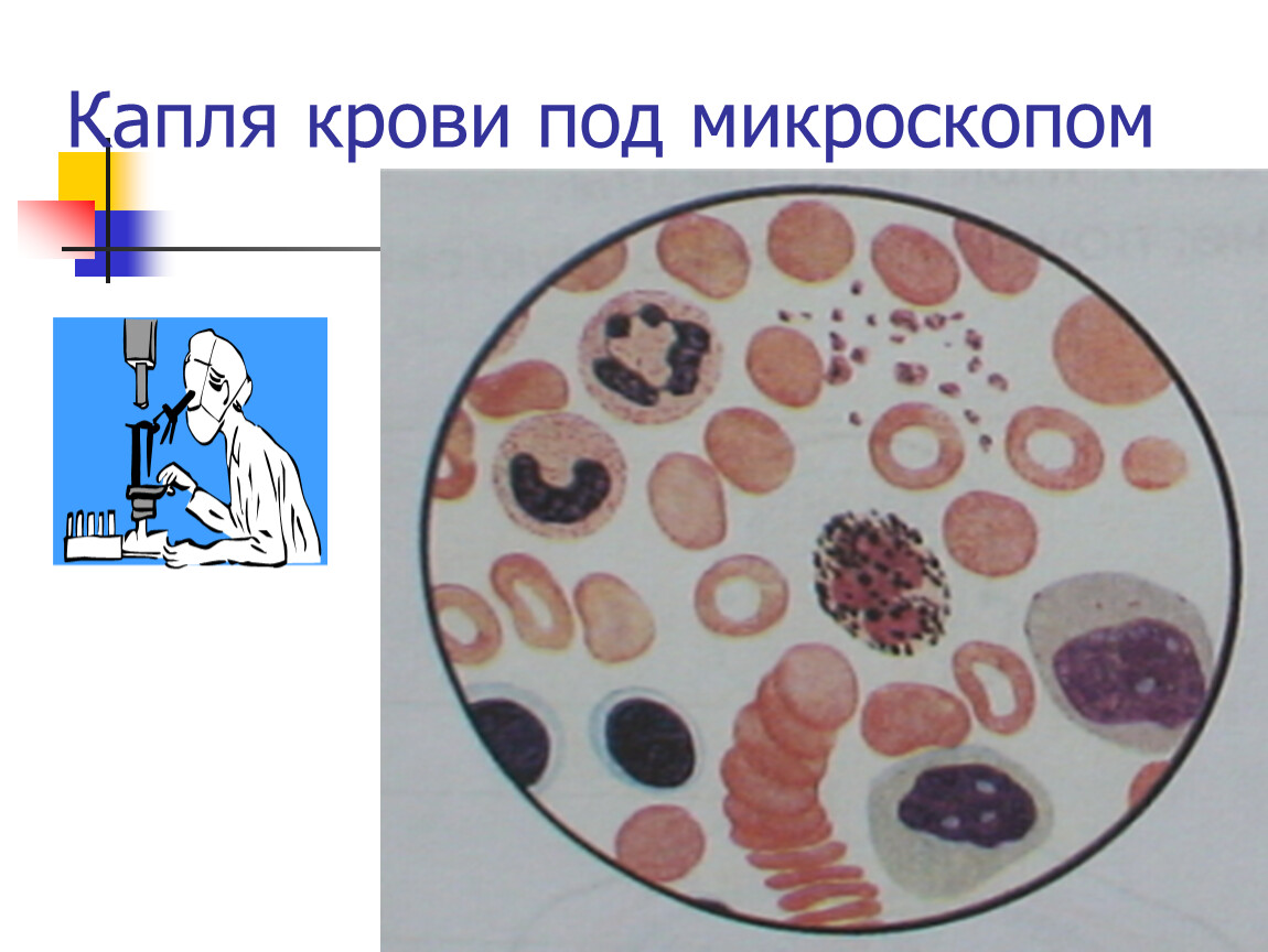 Рисунок крови человека под микроскопом