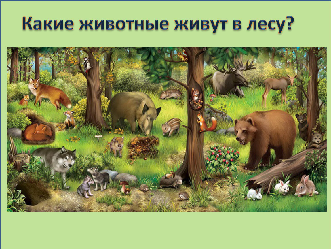 Лесные животные для детей