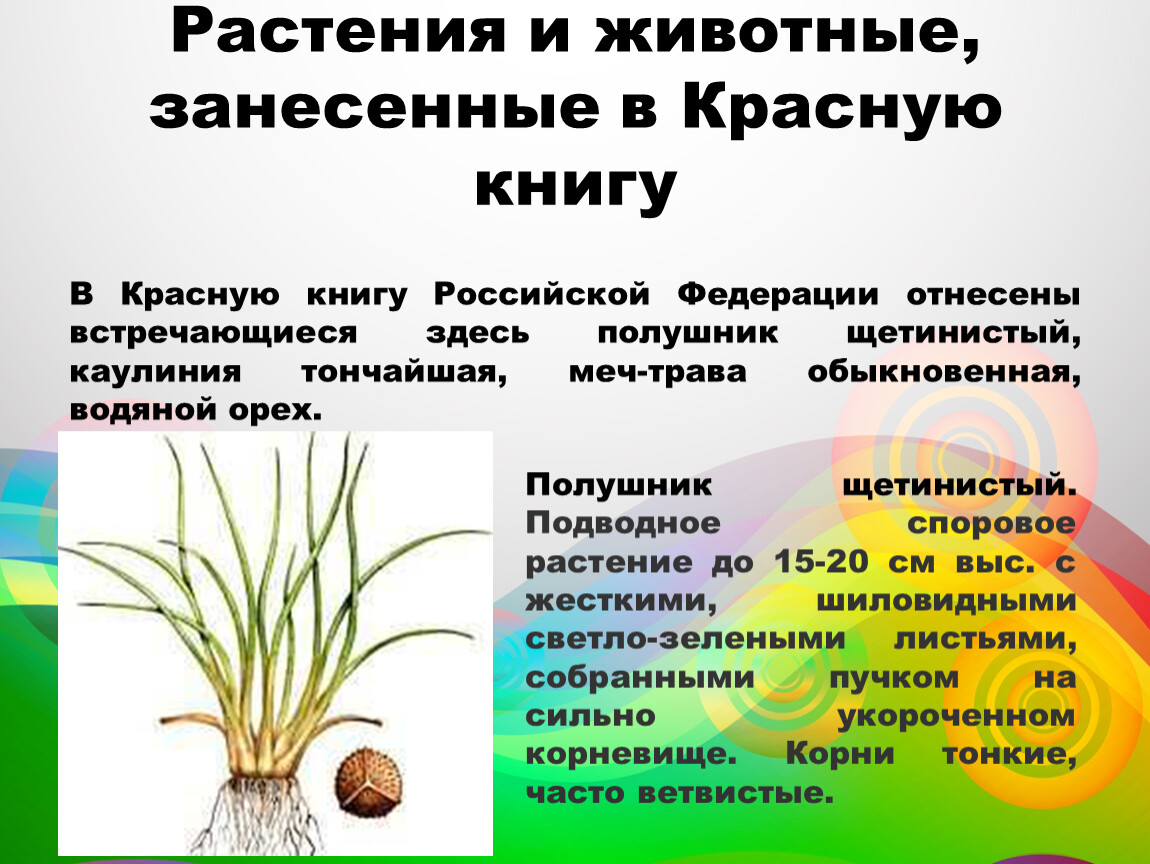 Растения и животные, занесенные в