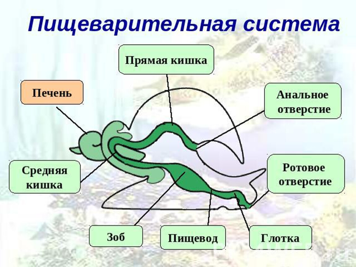 Улитка является органом. Пищеварительная система моллюсков схема. Строение пищеварительной системы брюхоногих моллюсков. Пищеварительная система прудовика обыкновенного. Пищеварительная система брюхоногих схема.