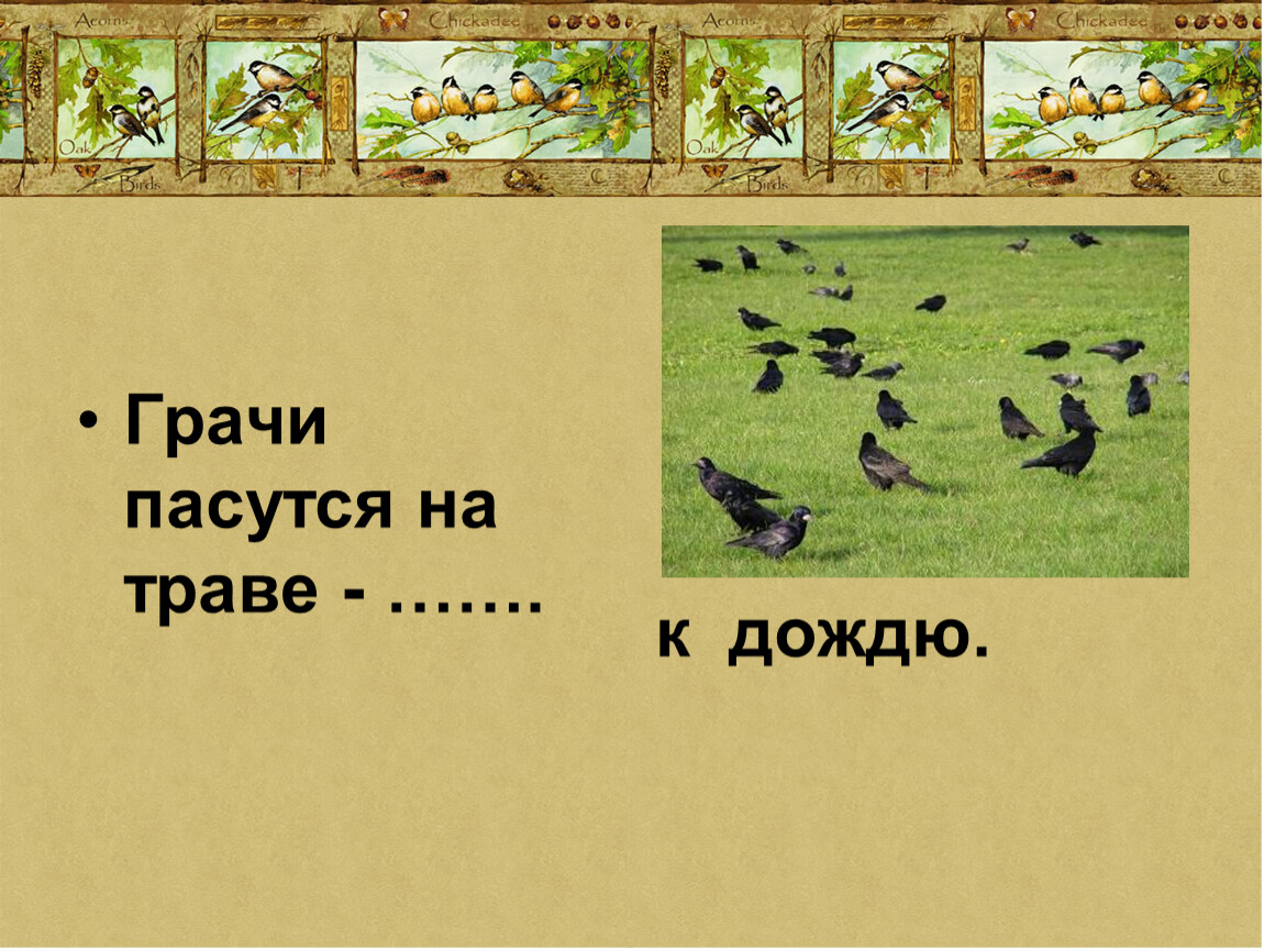 На полях грачей Цепочки. Тайны Лесной тропинки презентация игра. Тайны леса 1 класс. Народная примета Грачи пасутся на траве.