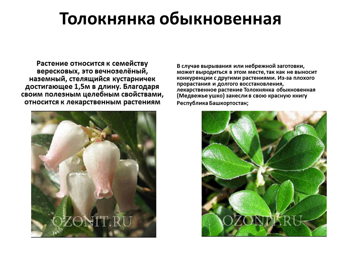Растение медвежьи ушки фото и описание