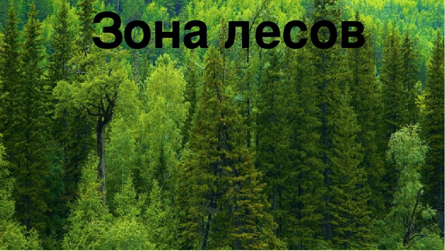 3 Зоны лесов