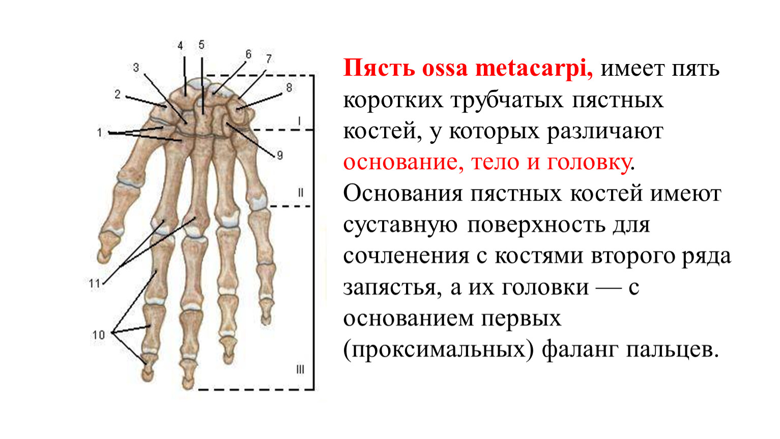 Пястные кости. Основание пястной кости анатомия. Кости пясти : основание, тело, головка.. Основание тело и головка пястной кости. Отдел скелета пястной кости.