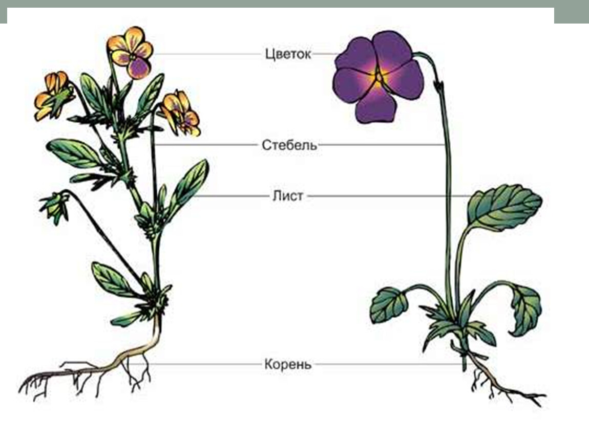 Какие части растения использует человек. Строение цветковых покрытосеменных растений. Строение цветка фиалки трехцветной. Фиалка Полевая строение. Покрытосеменные корень стебель листья.