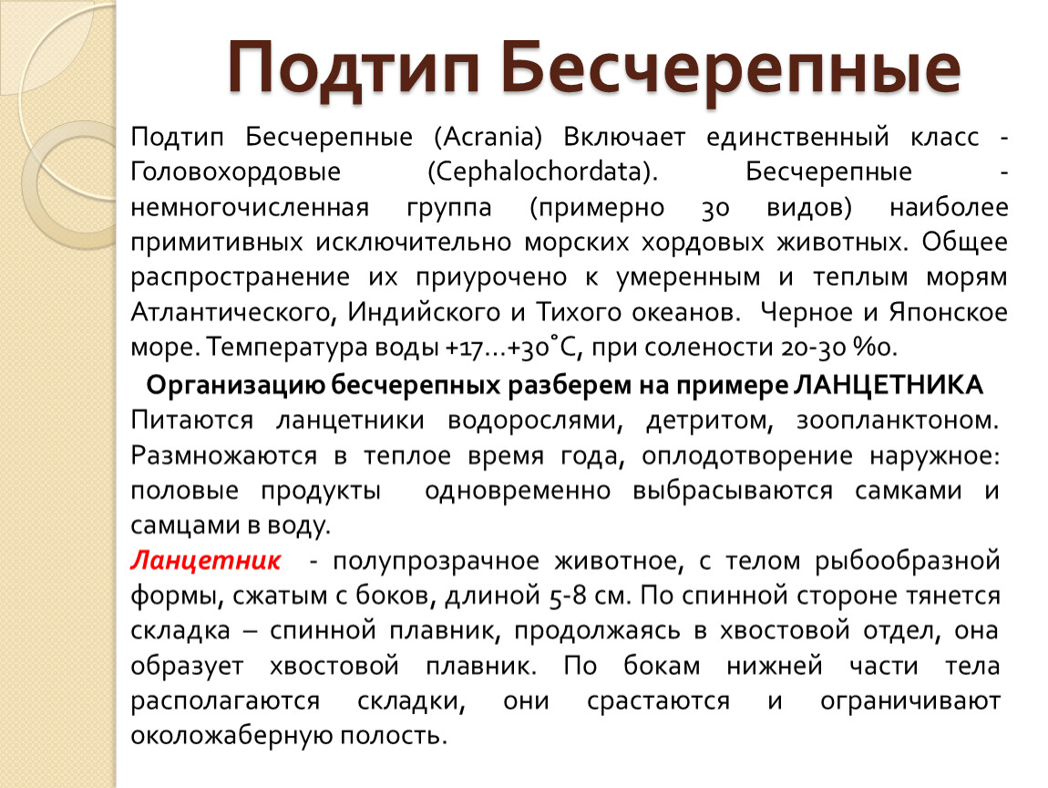 Подтип бесчерепные. Подтип Бесчерепные (Acrania. Значение бесчерепных. Подтип Бесчерепные значение. Подтип Бесчерепные значение в природе.