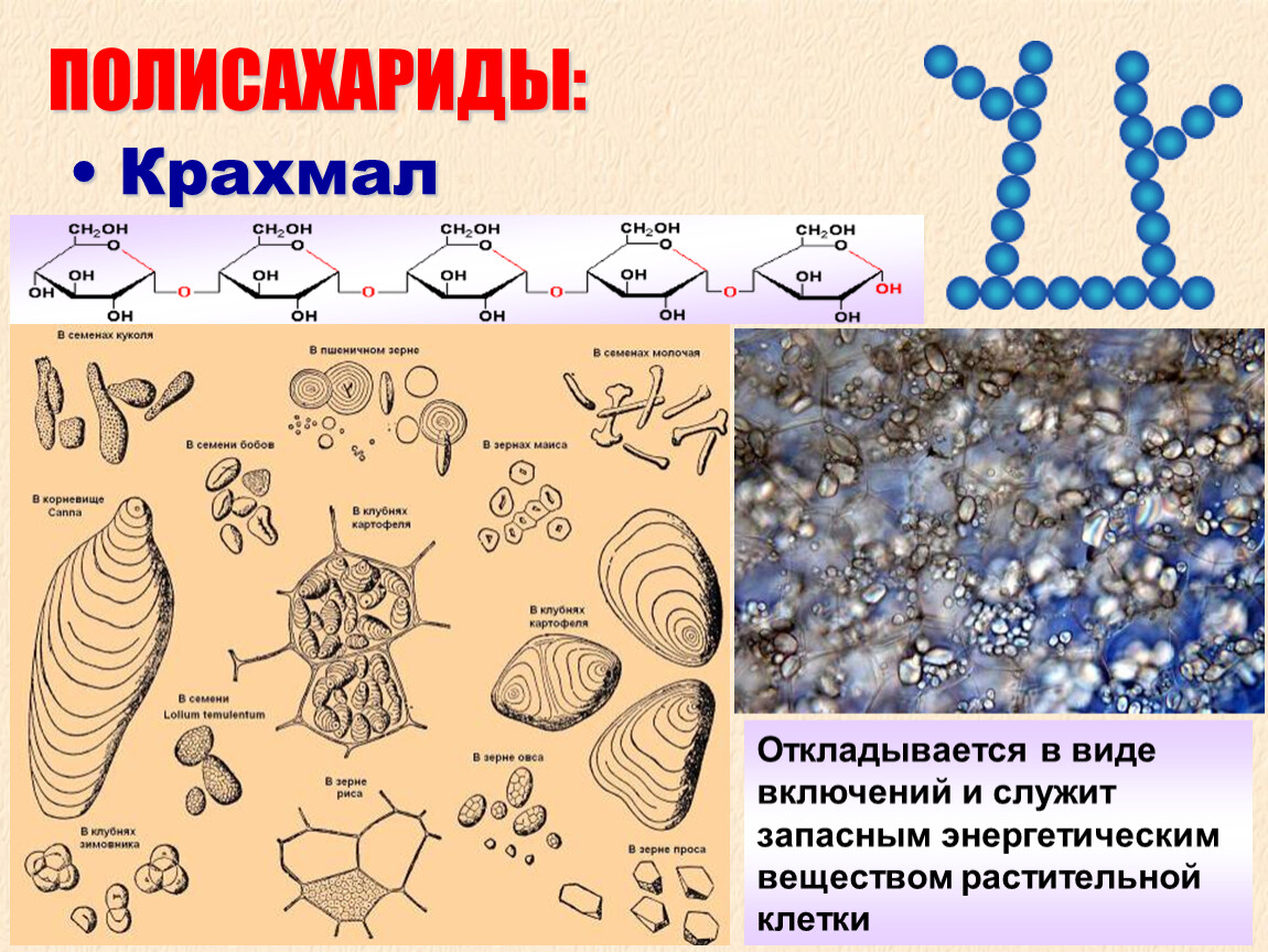 Крахмал в клетках животных. Запасной крахмал откладывается в:. Крахмал в растительной клетке откладывается. Полисахариды крахмал. Полисахарид в растительной клетке это.