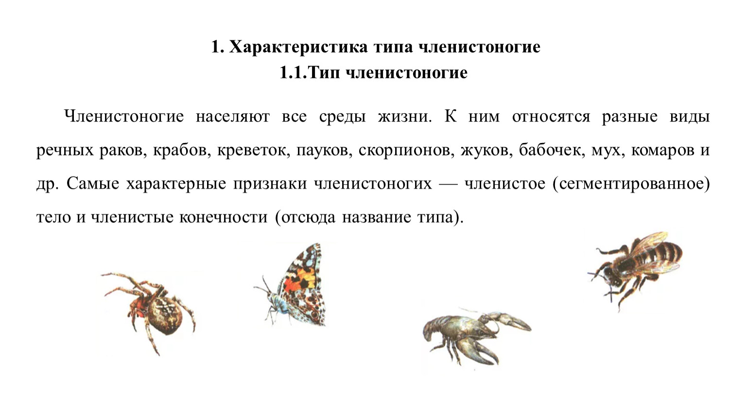 Загадка два брюшка. Сегментировано ли у паука брюшко.