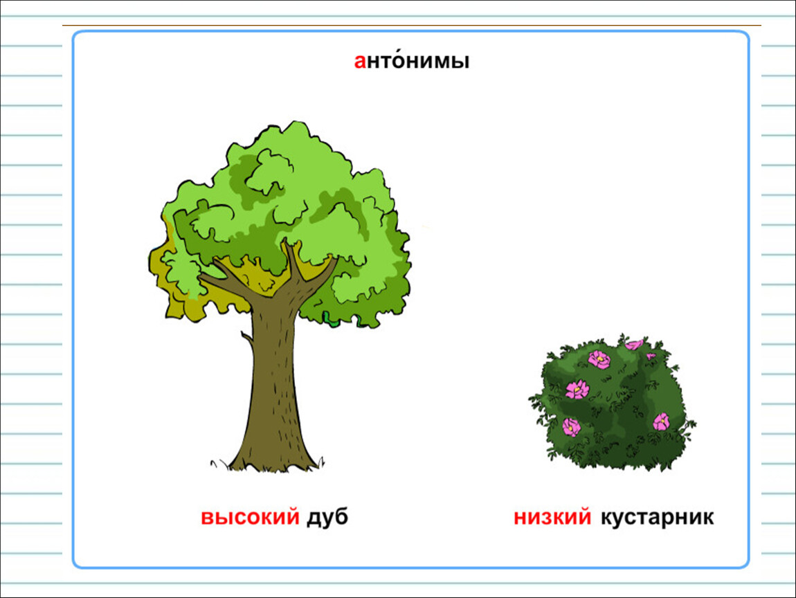 Дерево высокое и низкое картинка для детей