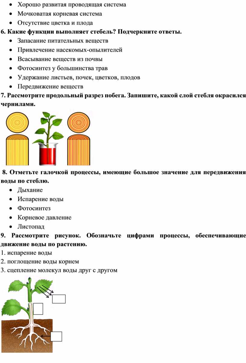 По какой части стебля передвигается вода