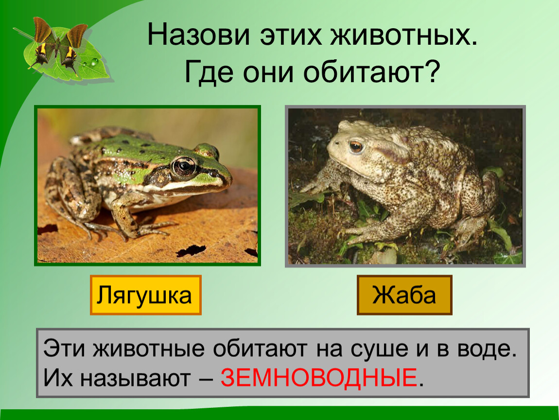 Лягушка земноводное 2 класс. Земноводные 2 класс окружающий мир жаба. Лягушка для презентации. Лягушка окружающий мир. Класс земноводные лягушка.