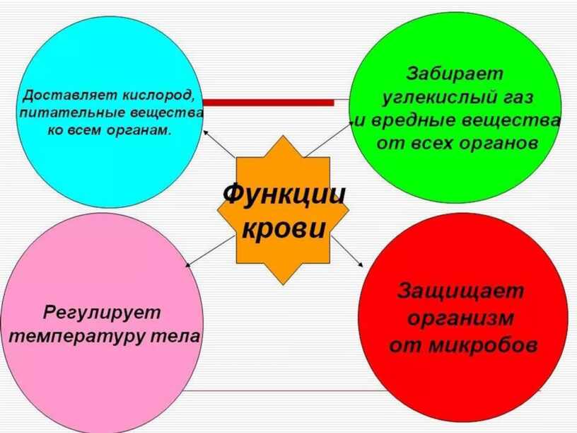 Функции крови презентация