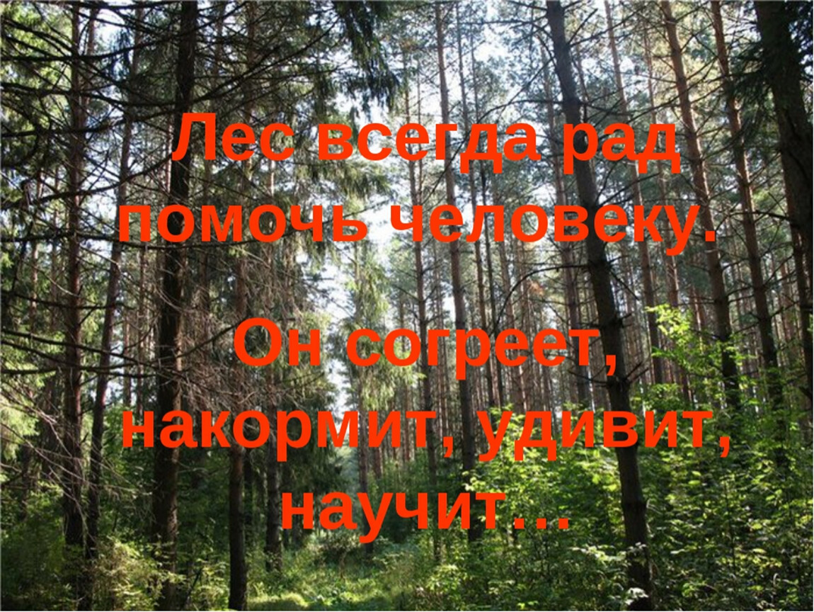 В лесу всегда. Высказывания про лес. Красивые цитата про лес. Афоризмы про лес. Афоризмы про лес и природу.