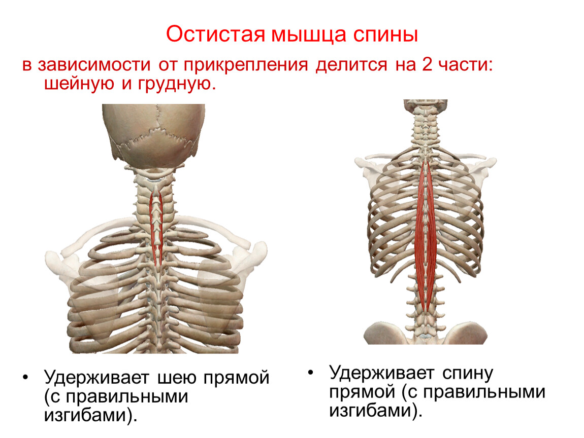 Multifidus muscle анатомия