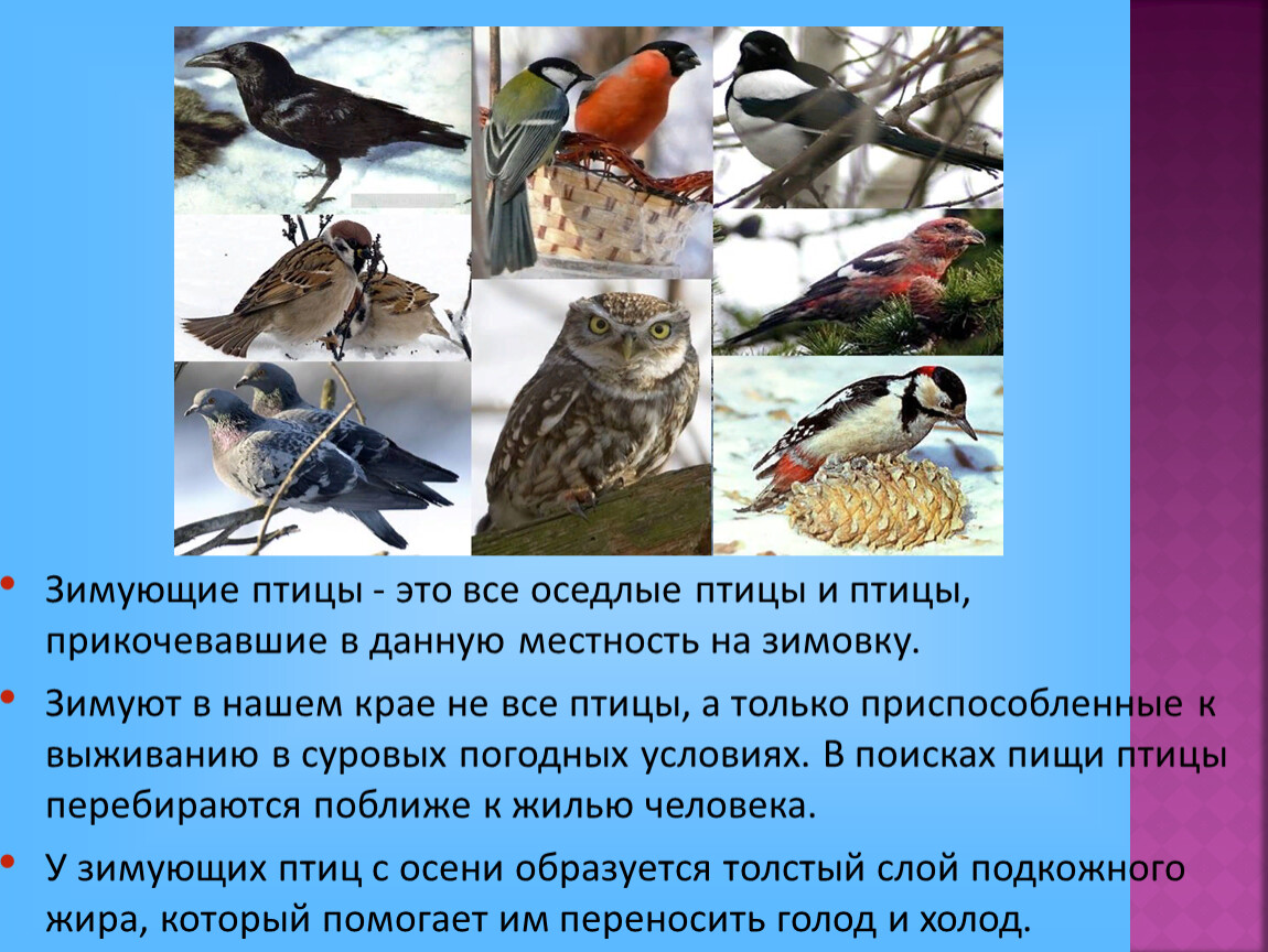 Оседлые это какие. Оседлые птицы. Оседлые зимующие птицы. Оседлые птицы названия. Оседлые птицы картинки.