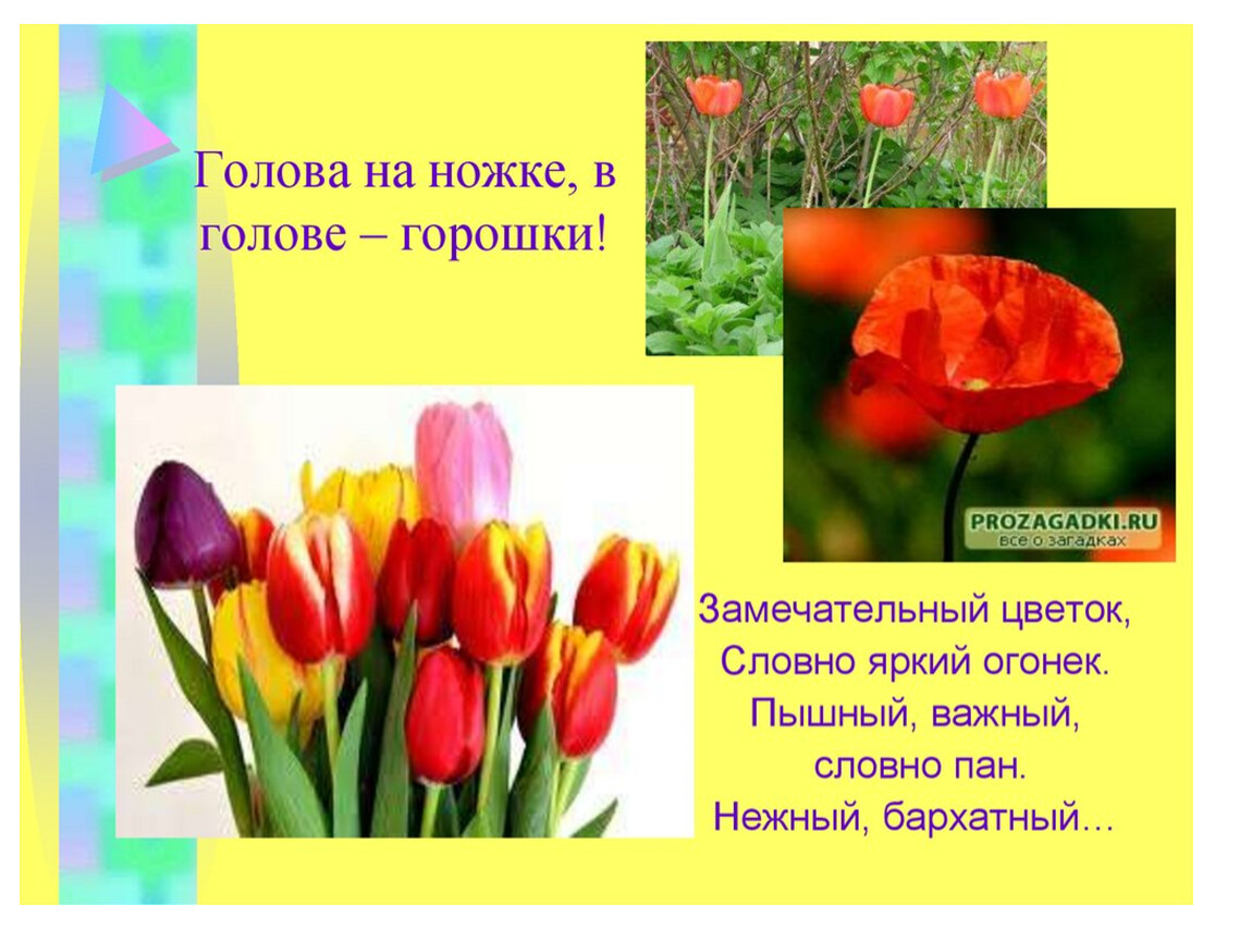 Стихи про тюльпаны и весну. Загадки про цветы. Загадки о цветах для дошкольников. Загадки про растения. Загадки на тему растения.
