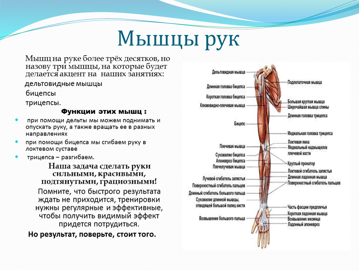 Опишите мышцы. Анатомия мышц руки и плеча. Мышцы левой руки анатомия. Мышцы руки схема с функцией. Мышцы руки и плеча схема.