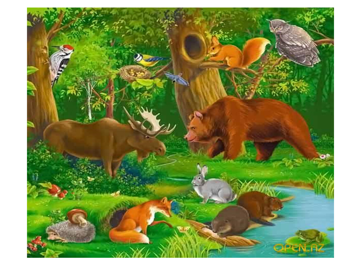 Диких животных класс. Лесные жители. Сказочные жители леса. Лес животные и растения. Животные нашего леса.