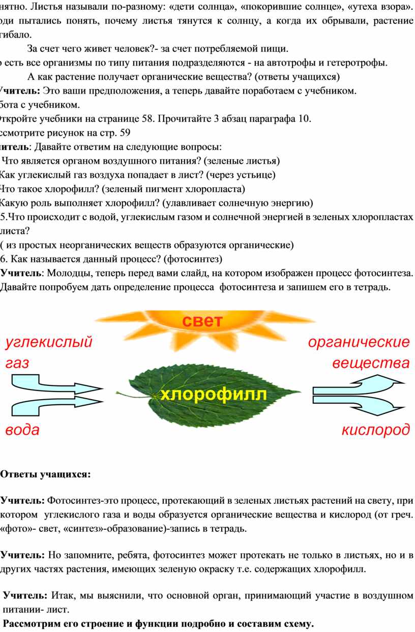 Ответы Mail: Почему лист зелёных растений называют органом воздушного питания