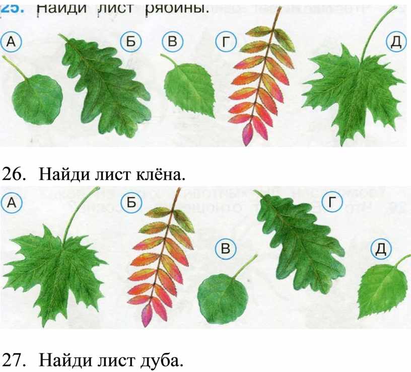 Листе найти. Найди листья. Тесты найти листок какого дерева. Лист клена окружающий мир. Узнать про листья.