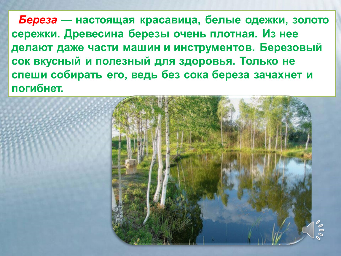 Береза очень созвучна русской природе впр ответы