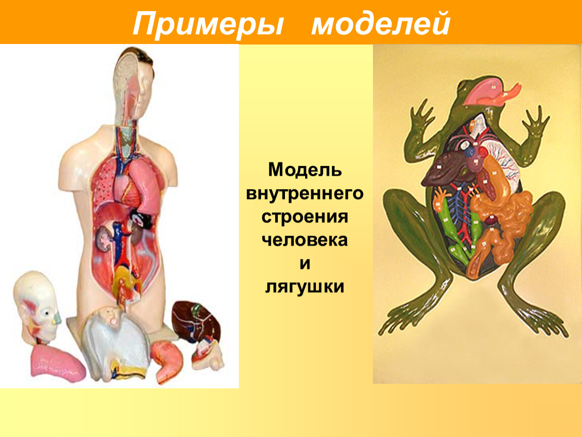 Внутренняя модель. Модель внутренние строения лягушки. Модели человека примеры. Макет лягушки анатомия. Выставка строение человека.