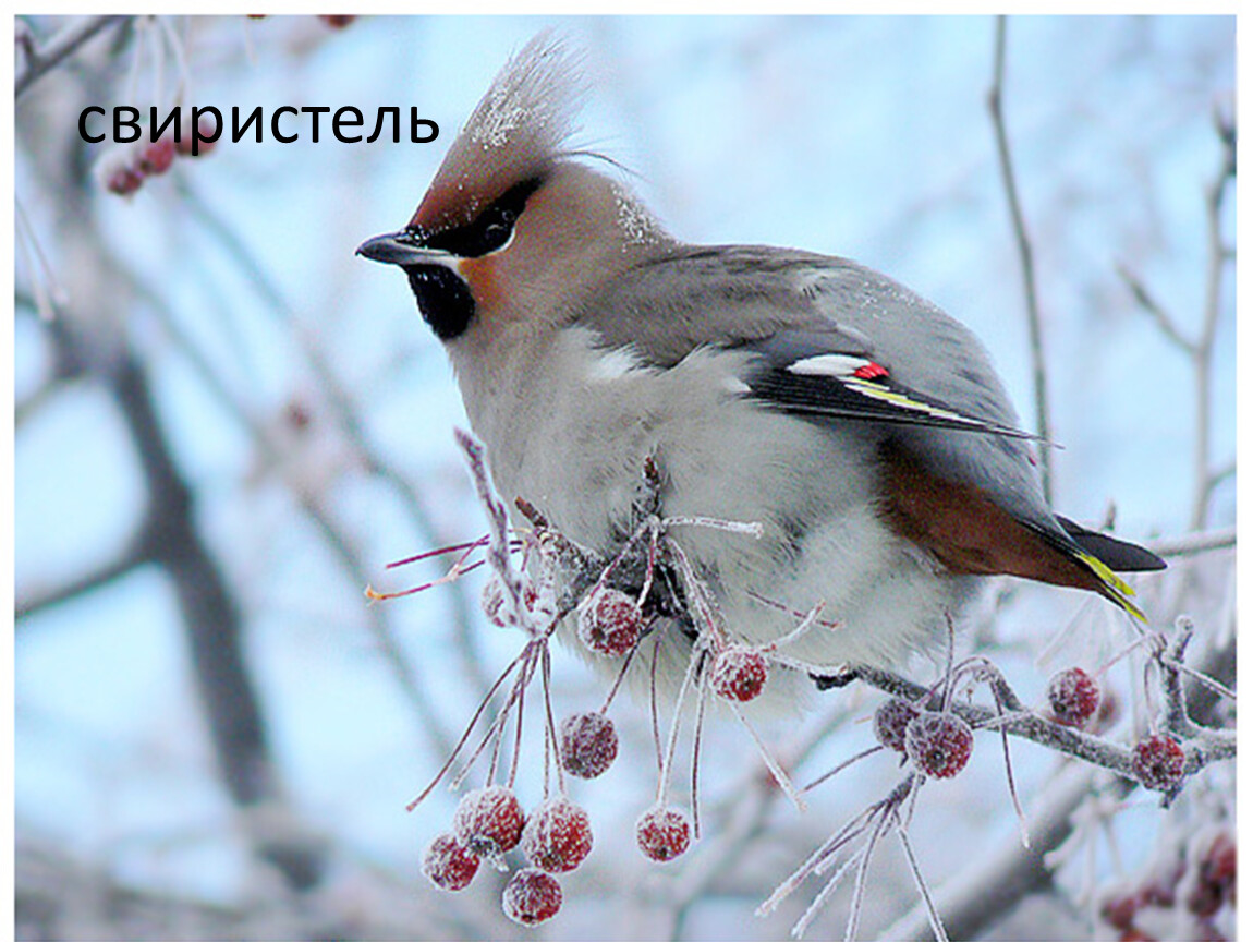 Зимующие Птицы Ленинградской Области Фото