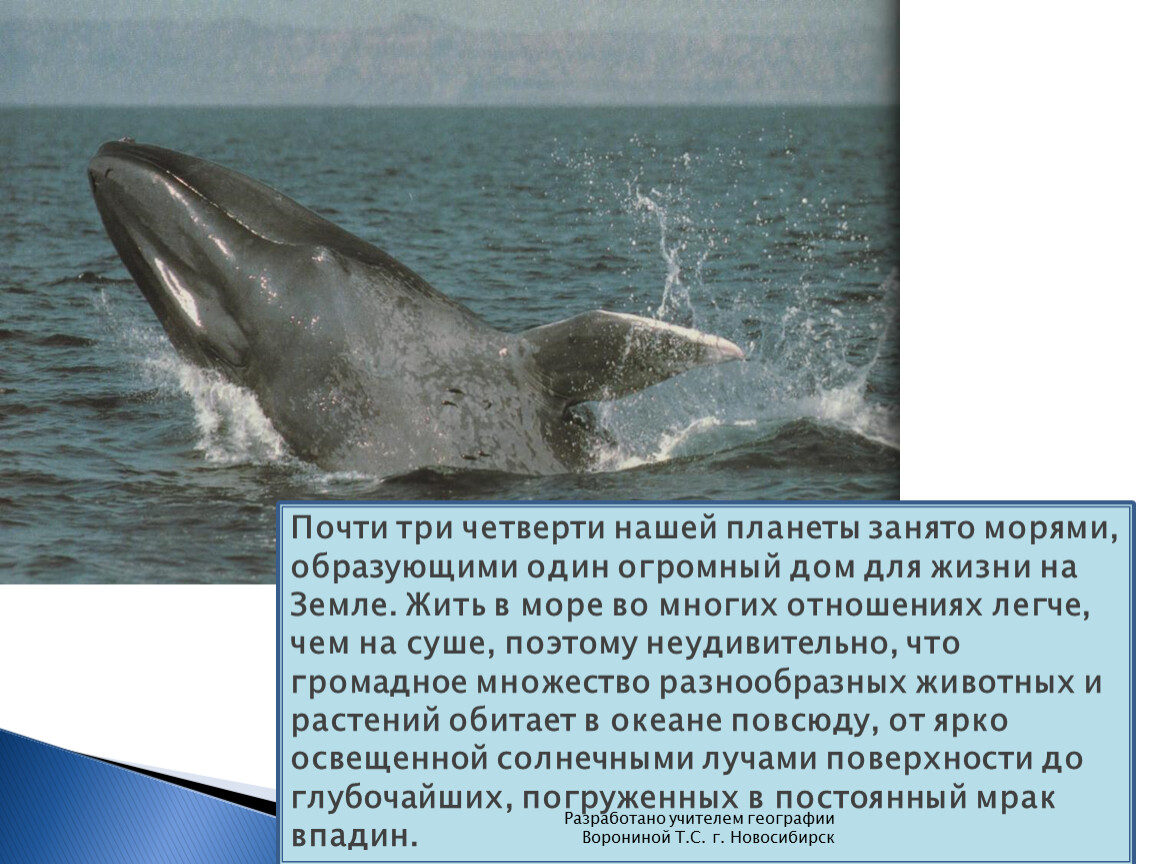 Жизнь на суше география 6 класс. Обитатели черного моря. Голос моря. Дельфин описание. Обитатели моря на Черноморском побережье.