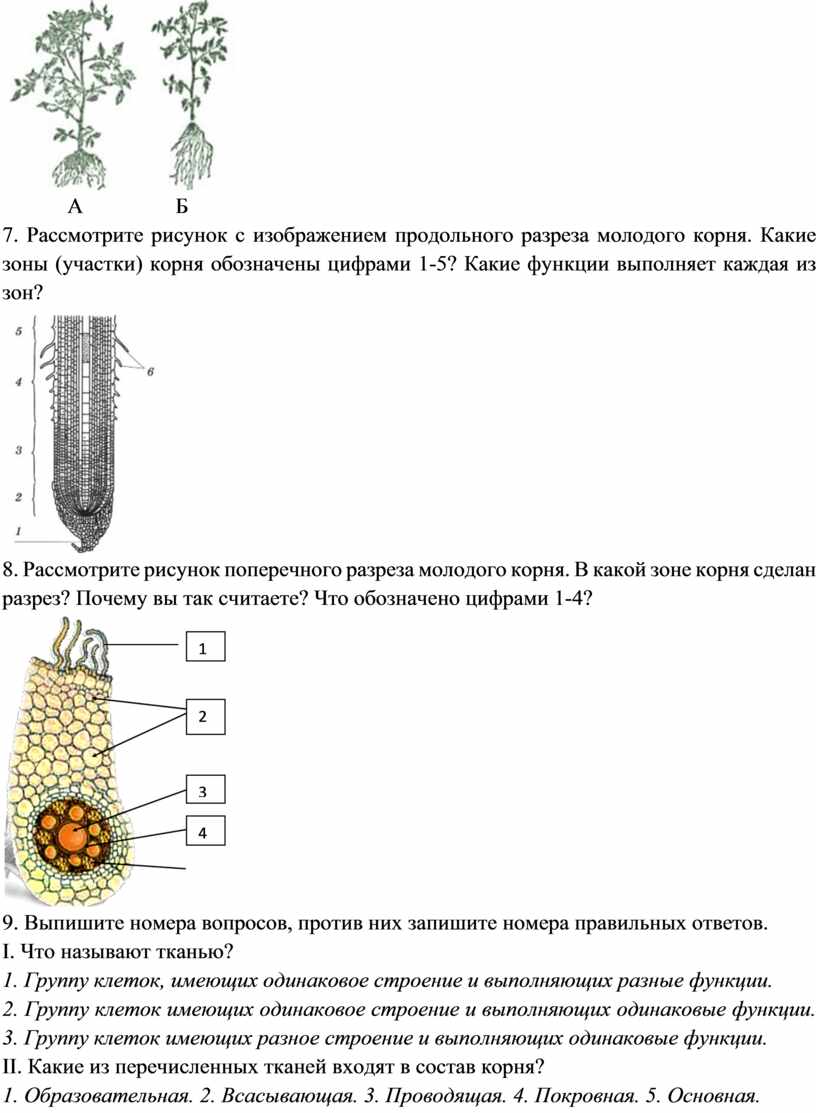 Рассмотри рисунок расположи зоны корня по порядку