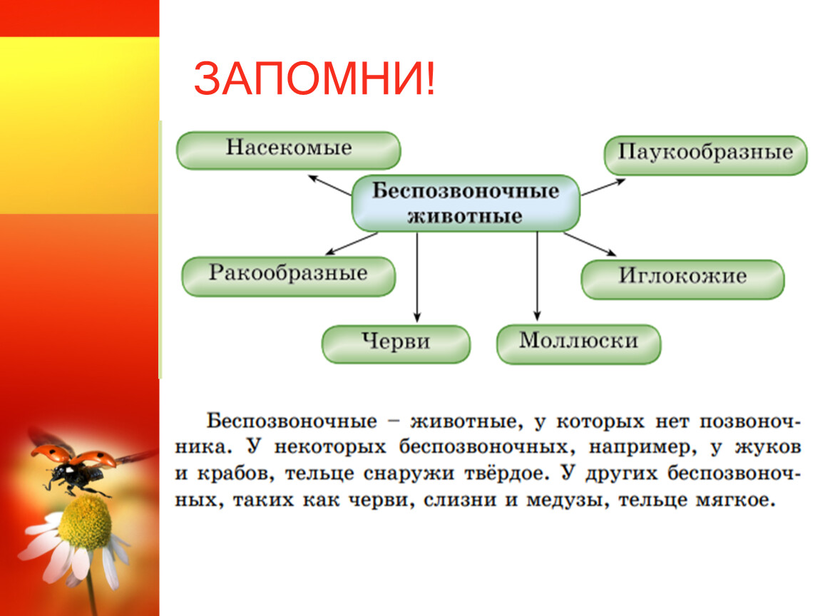 ПОЗВОНОЧНЫЕ И БЕСПОЗВОНОЧНЫЕ ЖИВОТНЫЕ» Естествознание 3 класс. Урок 12