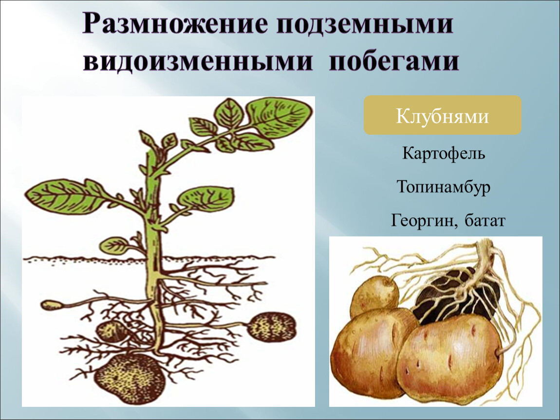 Какой способ размножения растений возможен с помощью видоизмененных побегов изображенных на рисунке