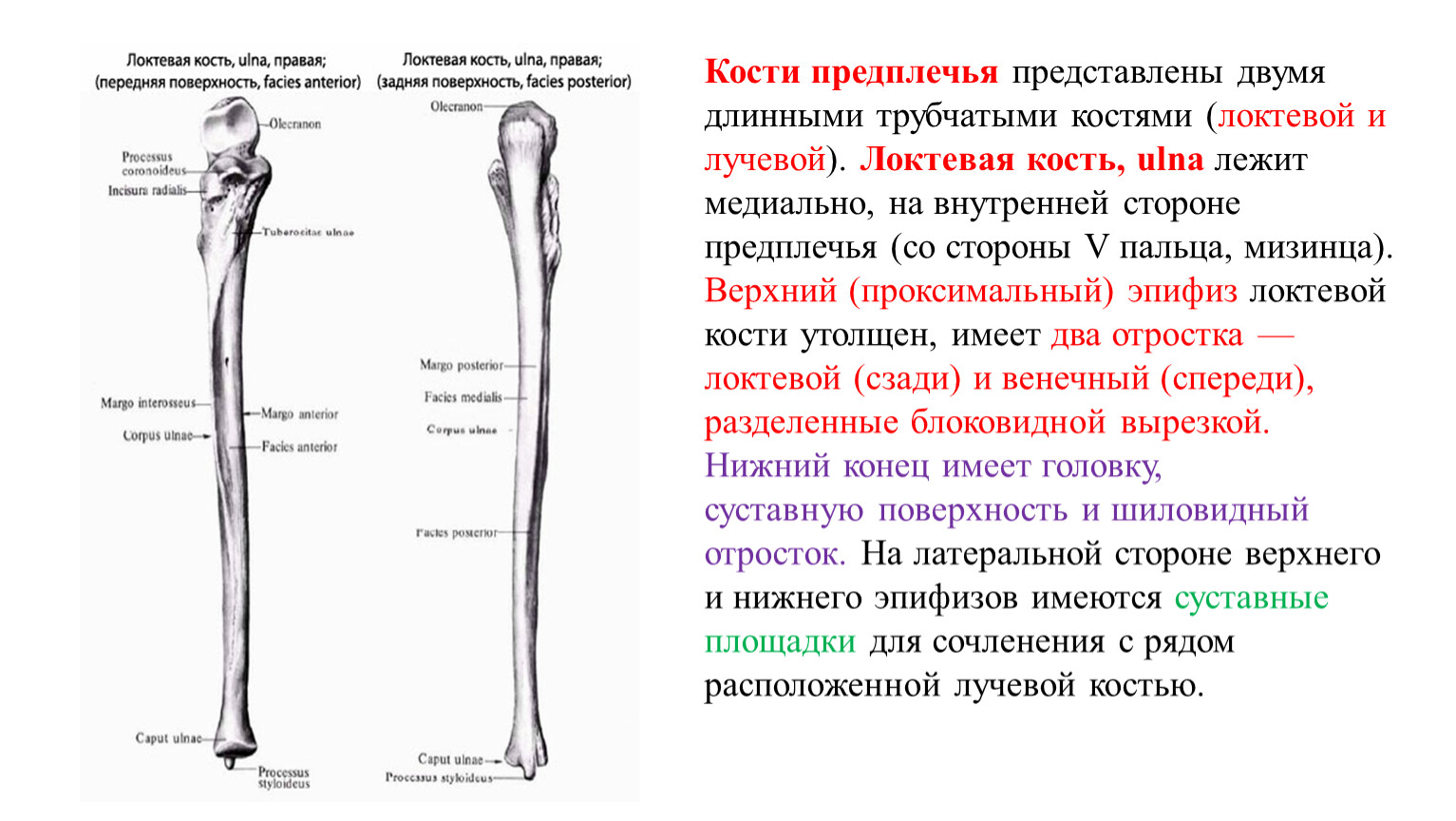 Сколько лучевых костей. Локтевая кость строение анатомия. Локтевая кость верхний эпифиз. Анатомические образования на проксимальном эпифизе локтевой кости. Кости предплечья локтевая кость.